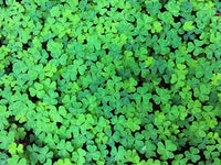Irish Clover Shamrock Seeds – Heirloom Non-GMO Flowers for Garden Planting