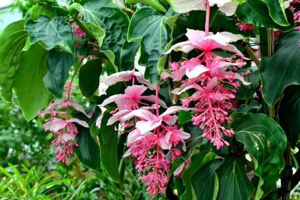Medinilla Flower seeds for Planting - Compact Growth, Heirloom & GMO Free Seeds for Home Garden