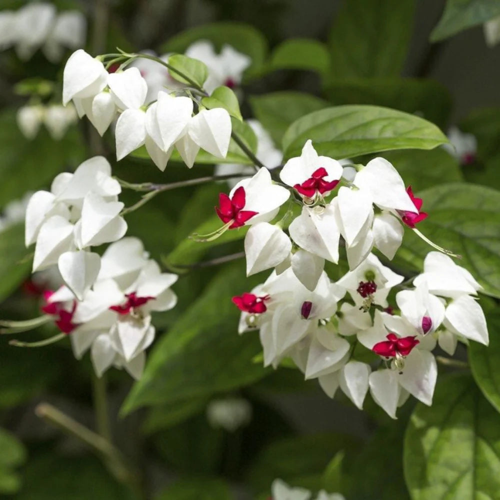 White Red Clerodendrum Thomsonii Flower Planting - Seed for Striking Blooms and Lush Growth in Your Garden