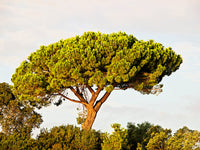 Italian Stone Pine (Pinus pinea) seeds for planting