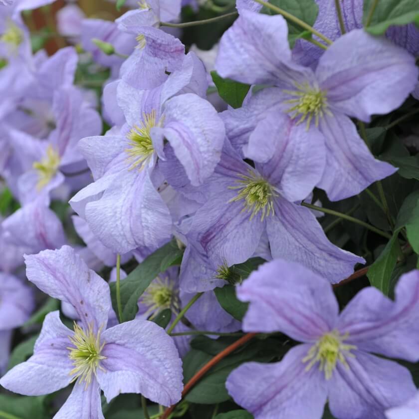 Violet Viticella Flower seeds for Planting - Cut Flower Favorite, Heirloom & GMO Free Seeds for Home Garden