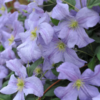 Violet Viticella Flower seeds for Planting - Cut Flower Favorite, Heirloom & GMO Free Seeds for Home Garden