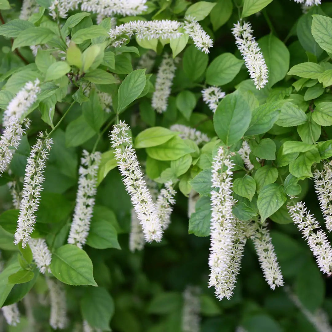 White Sweetspire Flower seeds for Planting - Sun Loving, Heirloom & GMO Free Seeds for Home Garden