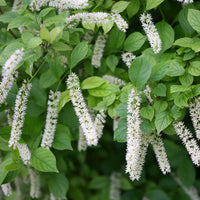White Sweetspire Flower seeds for Planting - Sun Loving, Heirloom & GMO Free Seeds for Home Garden