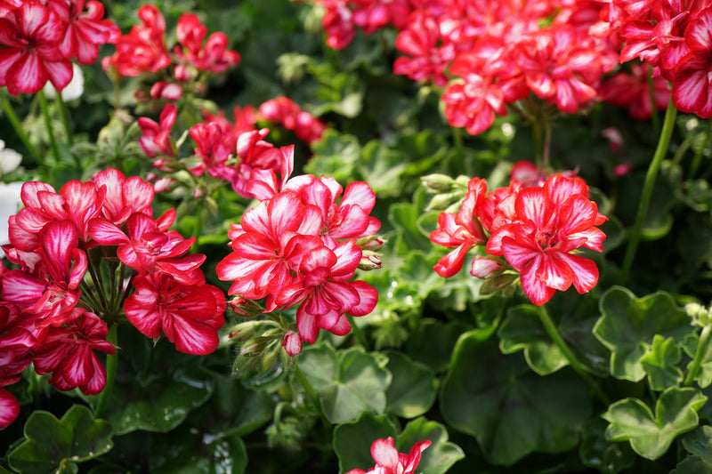 Mixed Regal Pelargonium Flower seeds for Planting - Cottage Garden Essential, Heirloom & GMO Free Seeds for Home Garden