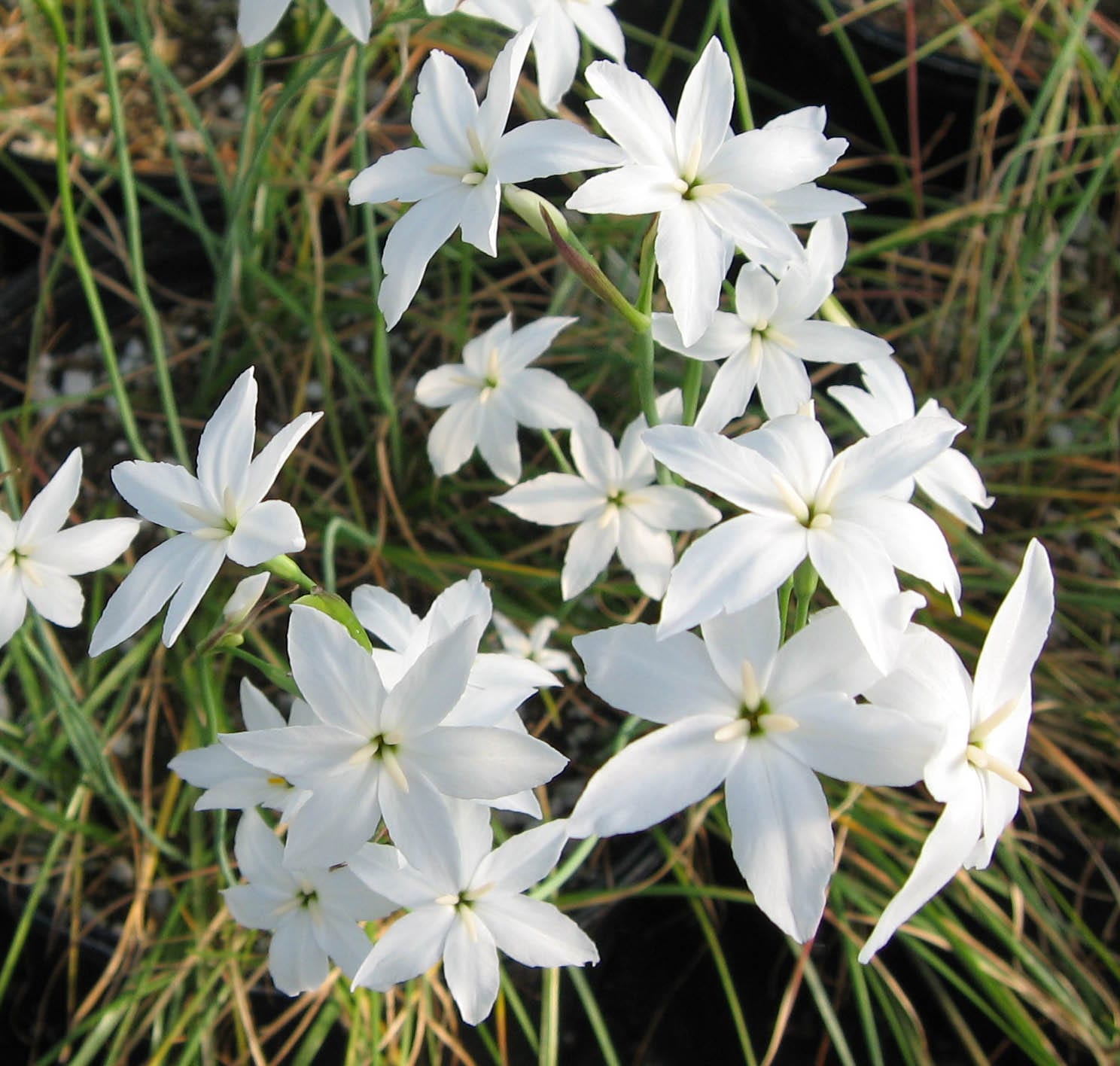 White Leucocoryne Flower seeds for Planting - Long Bloom Season, Heirloom & GMO Free Seeds for Home Garden