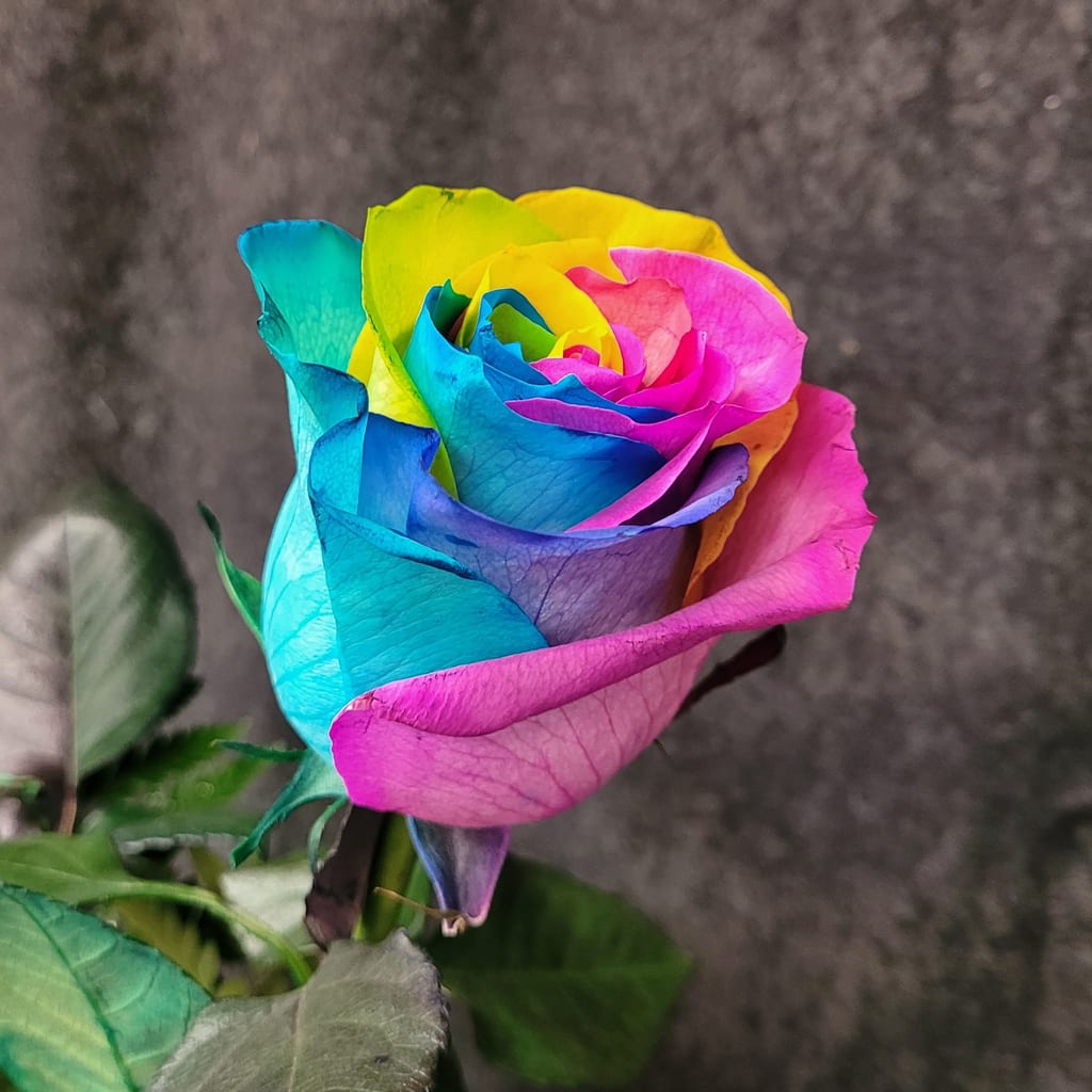 Rainbow Rose Flower Seeds for Planting – Easy to Grow Heirloom & NonGMO Home Garden Seeds
 
 Sale