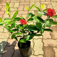 Red Ixora Flower seeds for Planting - Hardy Variety, Heirloom & GMO Free Seeds for Home Garden
 
 Sale