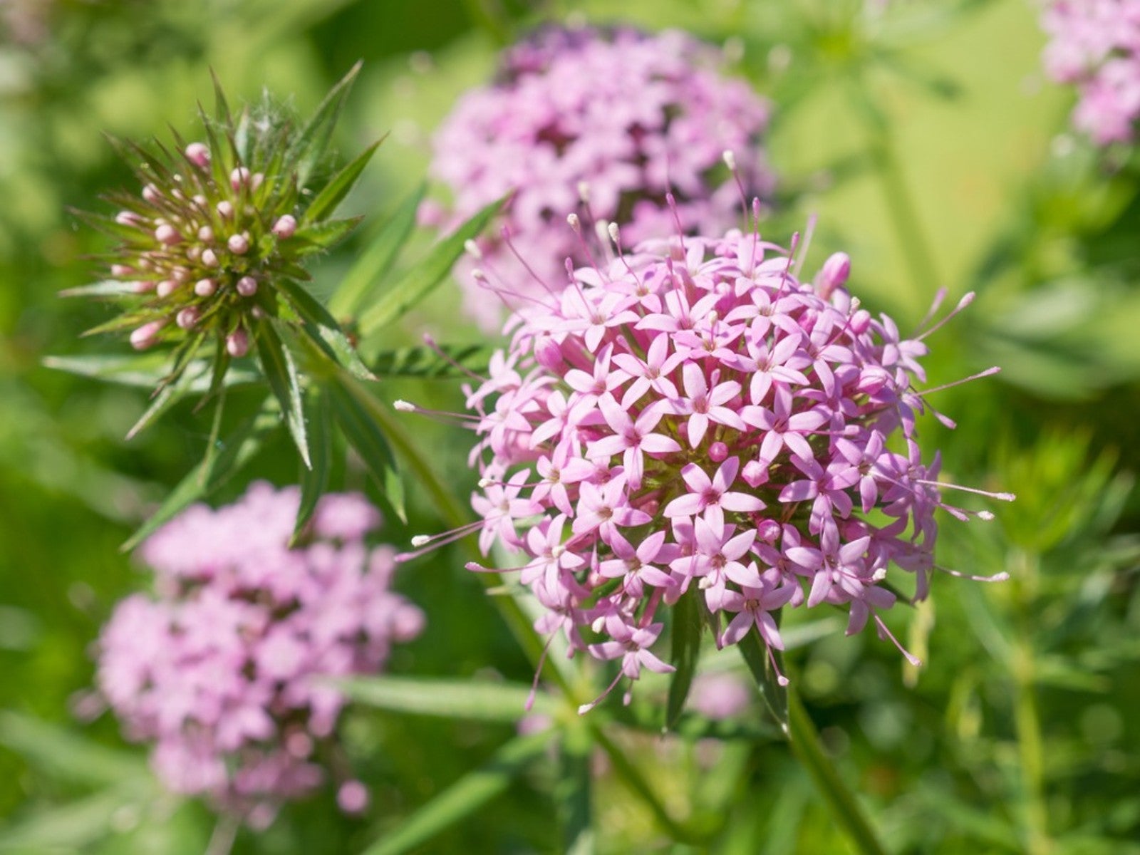 Pink Crossworts Flower seeds for Planting - Fragrant Blossoms, Heirloom & GMO Free Seeds for Home Garden