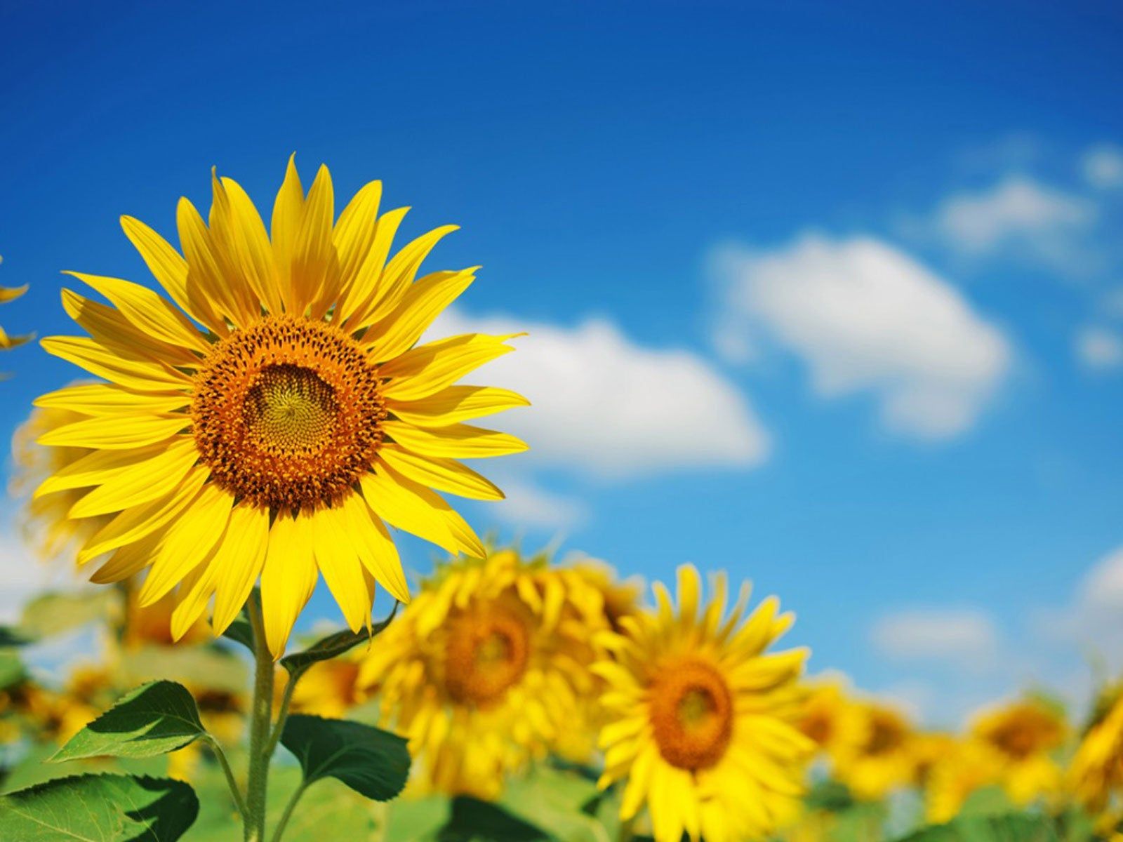 Yellow Sunflower Perennial Flower Seeds for Planting Garden Favorite Heirloom & GMO Free Seeds for Home Garden
 
 Sale