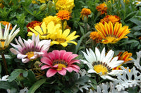Cream Orange Gazania Flower Seeds for Planting Long Bloom Season Heirloom & GMO Free Seeds for Home Garden
 
 Sale