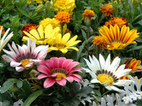 Giant Gazania Flower seeds for Planting - Colorful Display, Heirloom & GMO Free Seeds for Home Garden