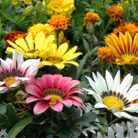 Gazania Flower seeds for Planting Drought Tolerant Heirloom & GMO Free Seeds for Home Garden