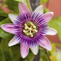 Colinvauxii Passion Flower seeds for Planting - Colorful Display, Heirloom & GMO Free Seeds for Home Garden