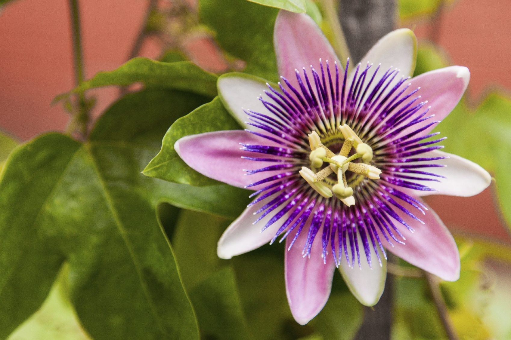Mixed Colour Passion Flower Seeds for Planting Hardy Variety Heirloom & GMO Free Seeds for Home Garden
 
 Sale
