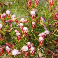 Candy Cane Sorrel Seeds for Planting  Vibrant, Easy-to-Grow Perennial Garden Plant