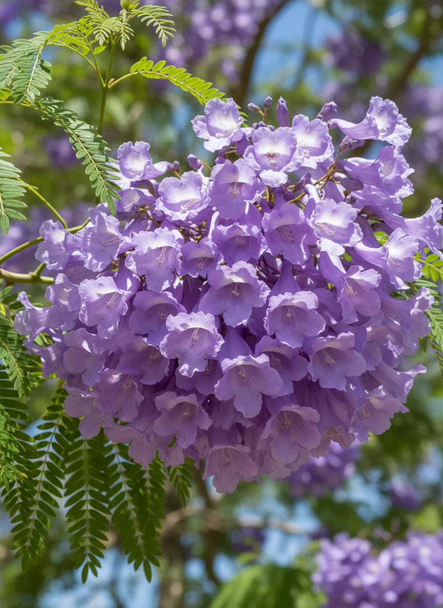 Blue Jacaranda Mimosifolia Flower seeds for Planting - Drought Tolerant, Heirloom & GMO Free Seeds for Home Garden