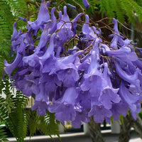 Purple Jacaranda Flower seeds for Planting - Bright Blooms, Heirloom & GMO Free Seeds for Home Garden