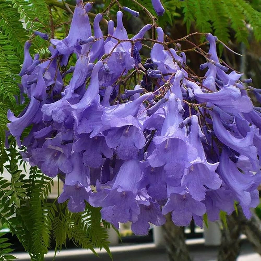 Jacaranda Flower Seeds for Planting  Create a Vibrant Garden