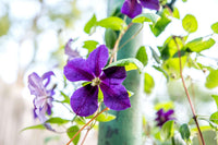 Clematis Climbing Flower seeds for Planting Vibrant Colors Heirloom & GMO Free Seeds for Home Garden