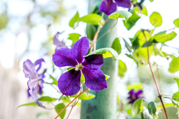 Clematis Climbing Flower seeds for Planting Vibrant Colors Heirloom & GMO Free Seeds for Home Garden