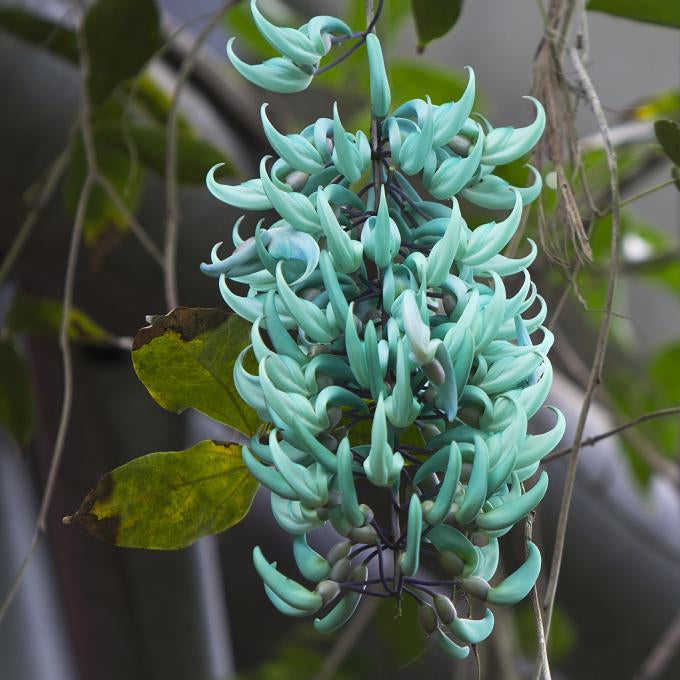 Endangered Jade Flower seeds for Planting - Seasonal Bloomer, Heirloom & GMO Free Seeds for Home Garden