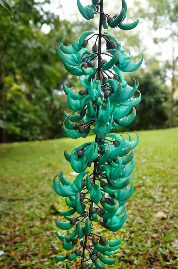 Vibrant Turquoise Flower seeds for Planting Long Bloom Season Heirloom & GMO Free Seeds for Home Garden
