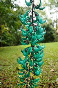 Vibrant Turquoise Flower seeds for Planting Long Bloom Season Heirloom & GMO Free Seeds for Home Garden