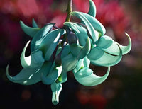 Endangered Jade Flower seeds for Planting Fragrant Blossoms Heirloom & GMO Free Seeds for Home Garden 
 
 Sale
