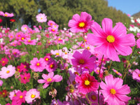 Cosmos Flower seeds for Planting Pollinator Friendly Heirloom & GMO Free Seeds for Home Garden