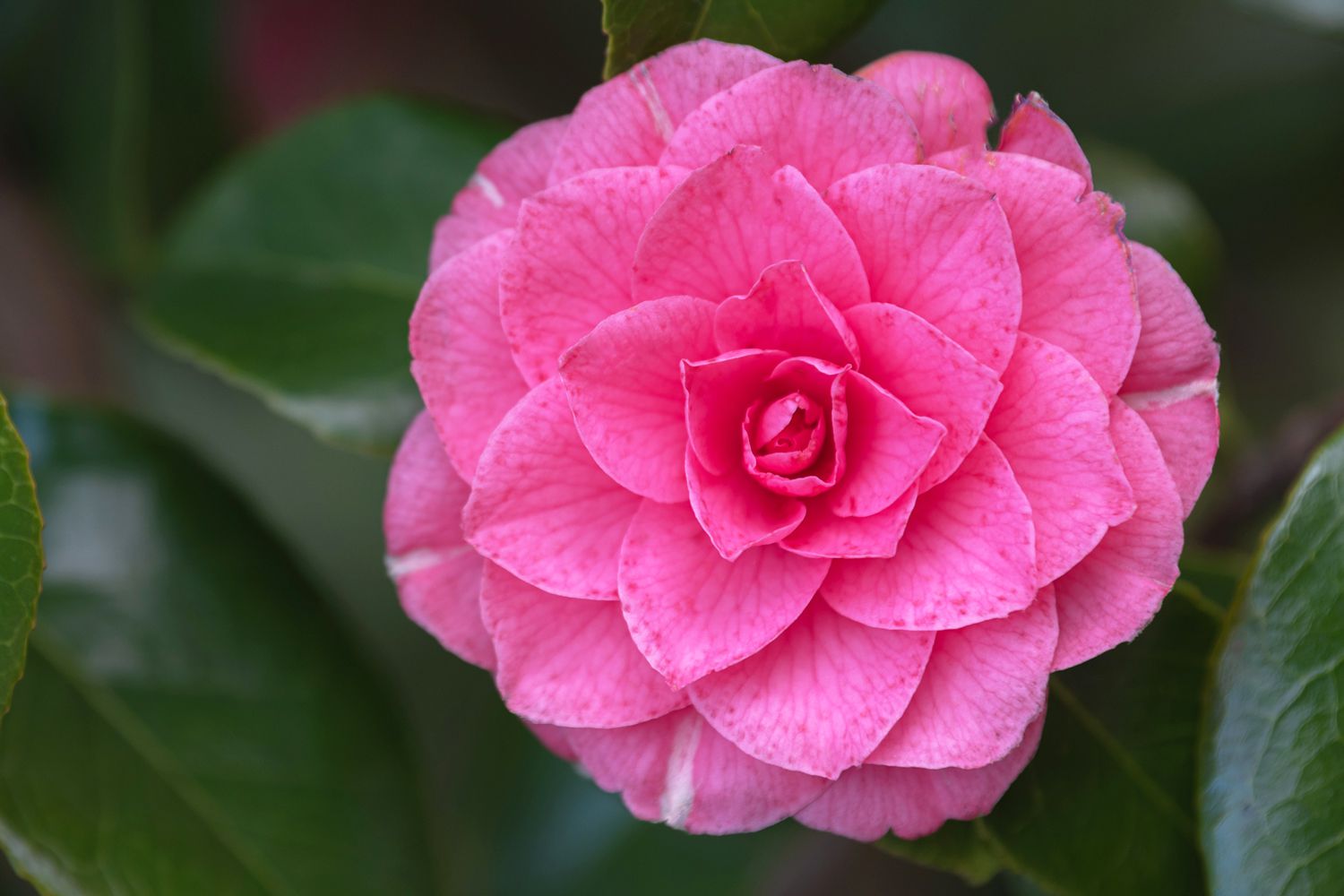 Japanese Camellia Flower seeds for Planting Low Maintenance Heirloom & GMO Free Seeds for Home Garden