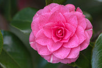 Japanese Camellia Flower seeds for Planting Low Maintenance Heirloom & GMO Free Seeds for Home Garden
