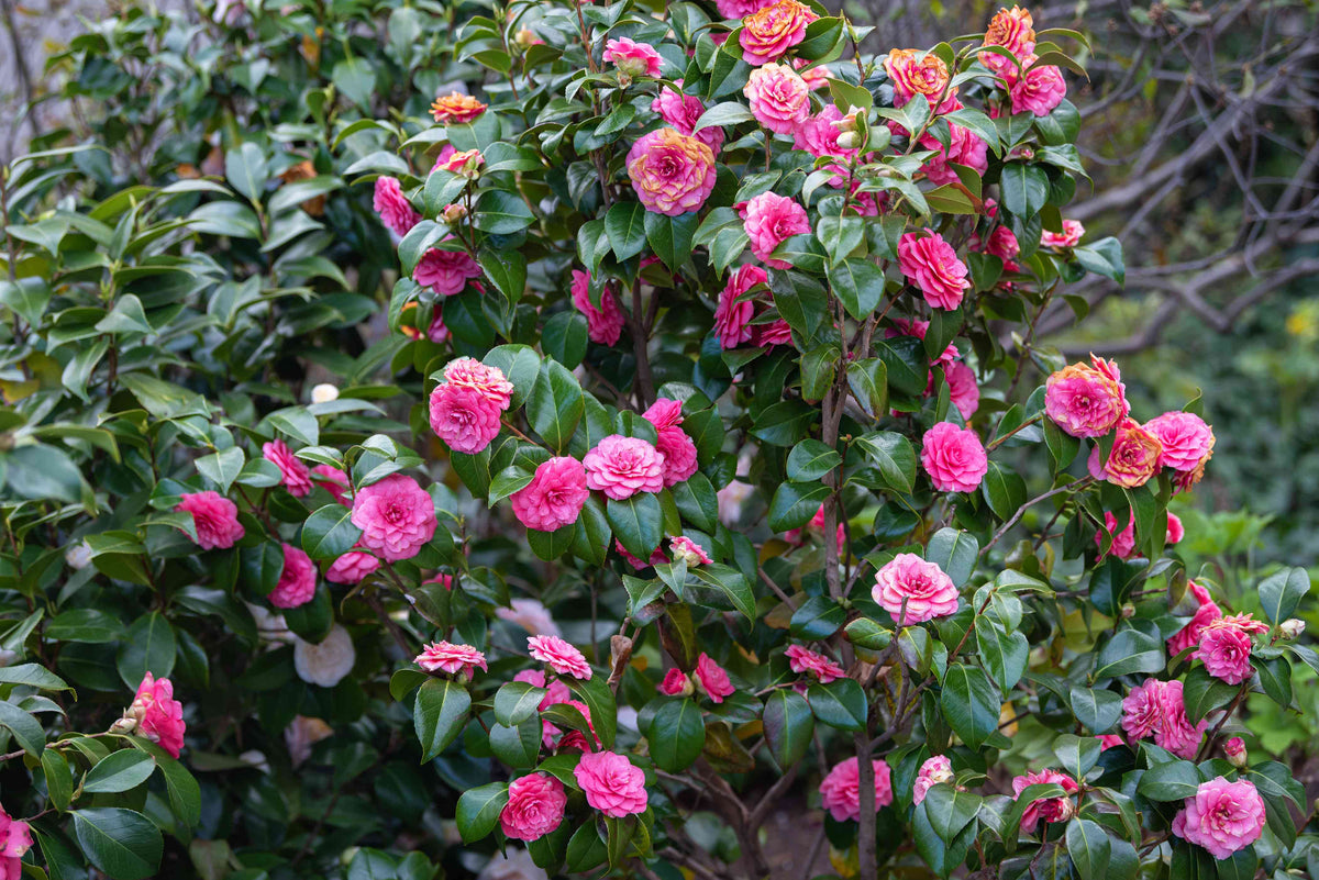 Japanese (Japanese Camellia) seeds for planting in home garden