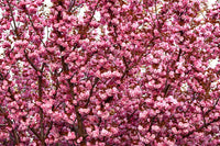 Japanese Flowering Cherry Tree Seeds – Prunus serrulata Non-GMO Ornamental Tree