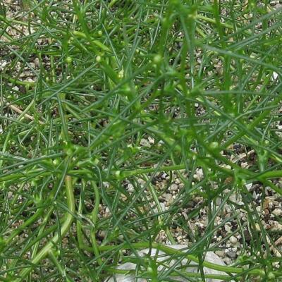 Saltwort Okahijiki growing in a garden bed