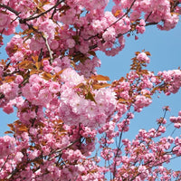 Japanese mountain cherry seeds producing small red cherries in summer