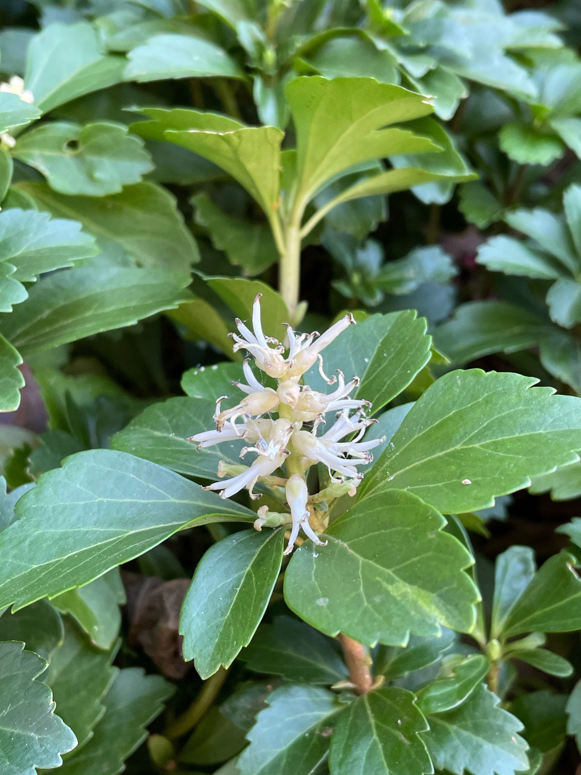 Pachysandra Flower seeds for Planting Cottage Garden Essential Heirloom & GMO Free Seeds for Home Garden