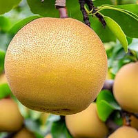 Japanese pear trees growing in orchard