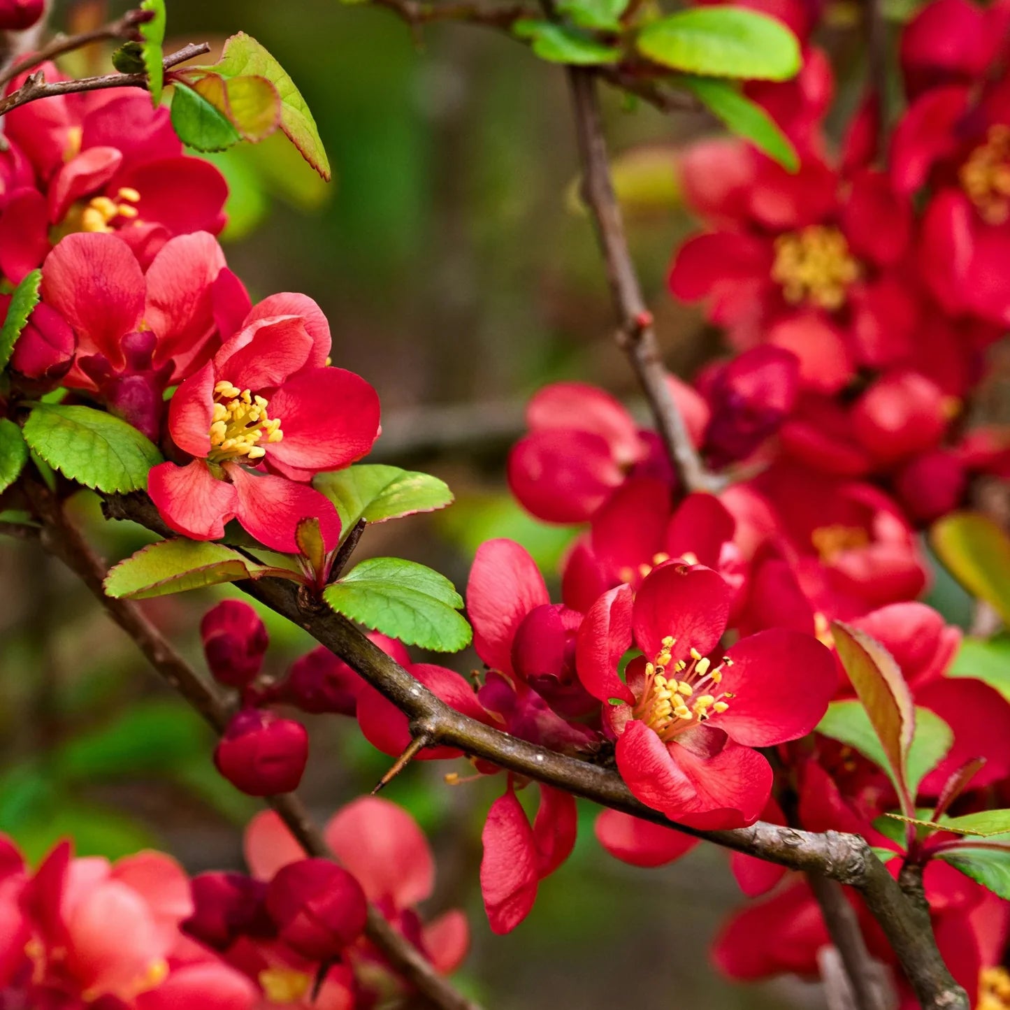 Heirloom Quince Chaenomeles Flower seeds for Planting Cut Flower Favorite Heirloom & GMO Free Seeds for Home Garden