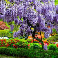 japanese Wisteria Flowering Seeds for Garden Trellises and Pergolas