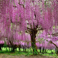 Japanese Wisteria Tree Seeds for Planting and Gardening
