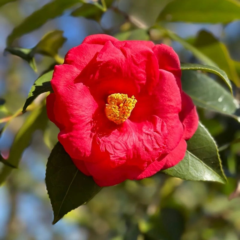 Camellia Flower seeds for Planting Shade Tolerant Heirloom & GMO Free Seeds for Home Garden