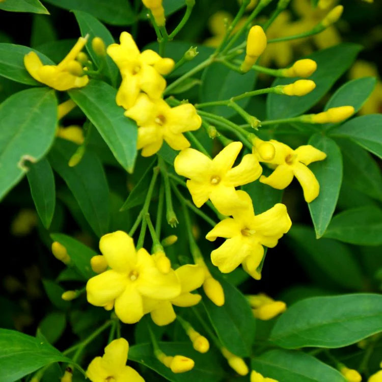 Yellow Jasminum Sambac Flower Seeds for Planting, Heirloom Non-GMO Organic Garden Seeds