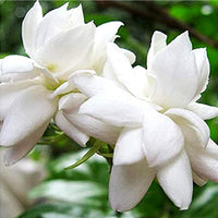 Jasmine Flower seeds for Planting - Low Maintenance, Heirloom & GMO Free Seeds for Home Garden