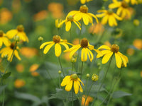 Cutleaf ConeFlower seeds for Planting - Cottage Garden Essential, Heirloom & GMO Free Seeds for Home Garden