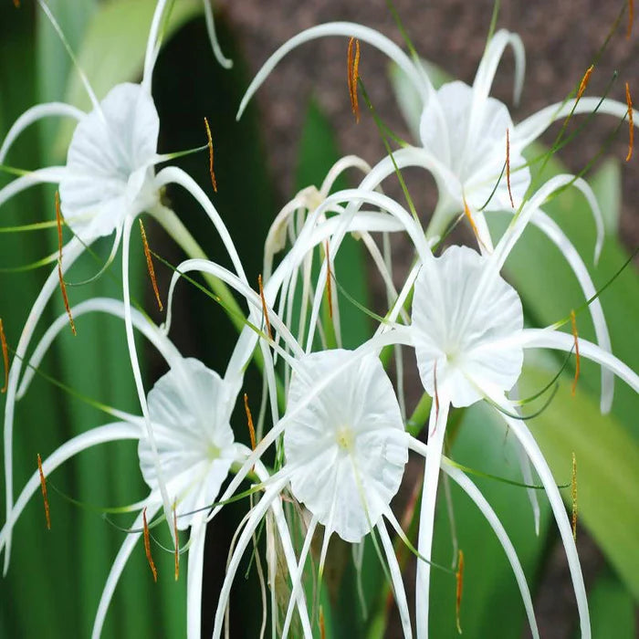 Hymenocallis Flower seeds for Planting Shade Tolerant Heirloom & GMO Free Seeds for Home Garden