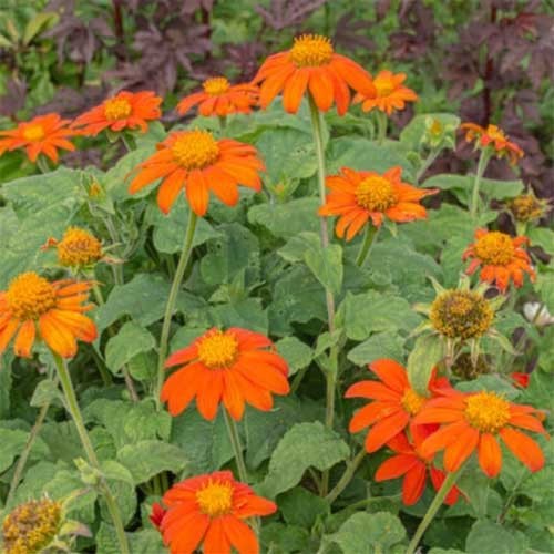 Orange Mexican SunFlower seeds for Planting Perfect for Borders Heirloom & GMO Free Seeds for Home Garden 
 
 Sale