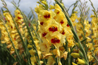 Yellow Red Gladiolus Flower Seeds Flower seeds for Planting Long Bloom Season Heirloom & GMO Free Seeds for Home Garden