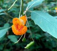 Jewelweed Native Flower seeds for Planting Colorful Display Heirloom & GMO Free Seeds for Home Garden