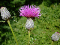 Cirsium Muticum Flower seeds for Planting - Drought Tolerant, Heirloom & GMO Free Seeds for Home Garden
